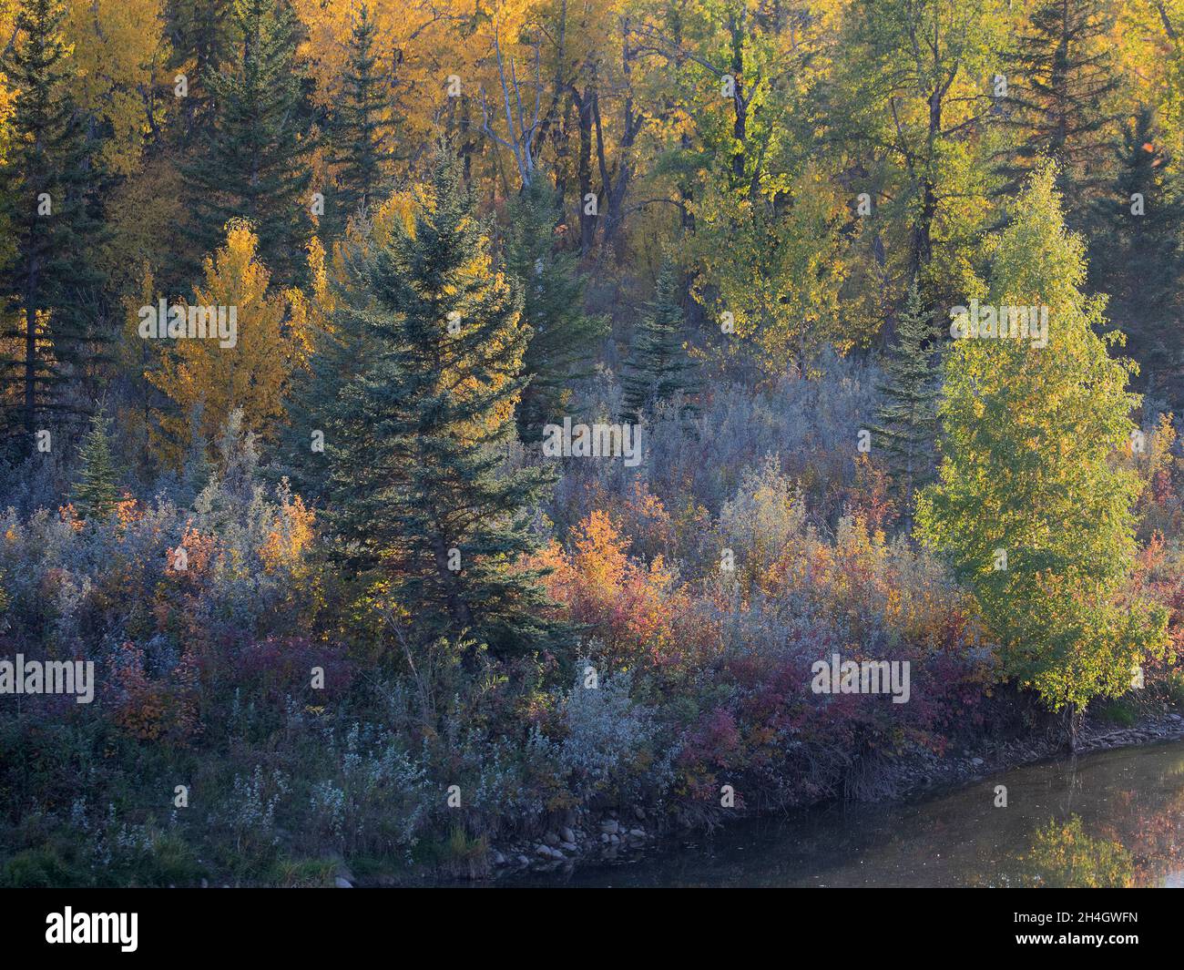 Forêt mixte avec l'épinette blanche, l'Aspen tremblante, le peuplier baumier et le Silverberry en automne Banque D'Images