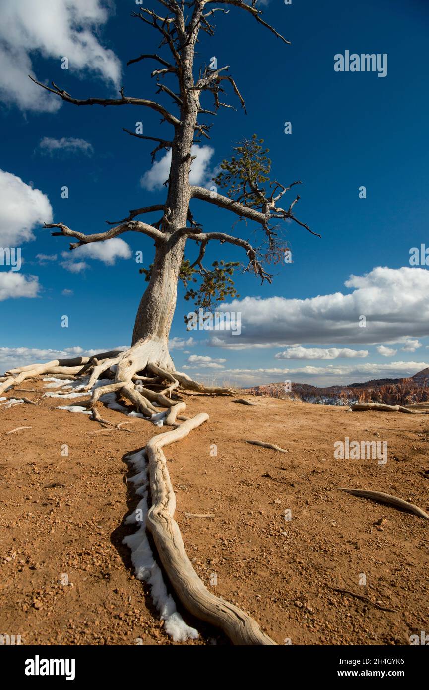 PIN limbère avec racines exposées (Pinus flexilis), parc national de Bryce Canyon, Utah Banque D'Images