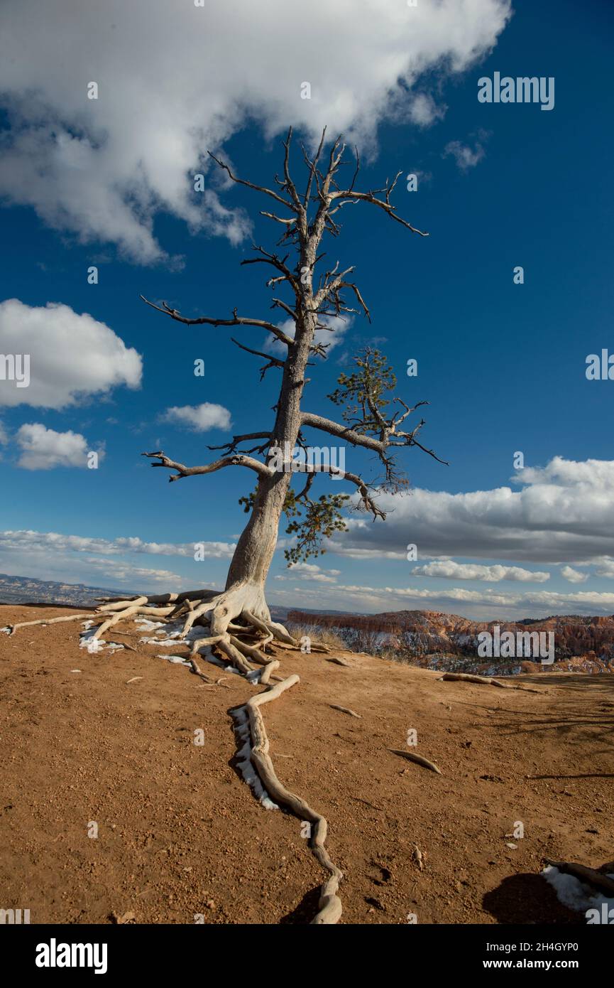 PIN limbère avec racines exposées (Pinus flexilis), parc national de Bryce Canyon, Utah Banque D'Images
