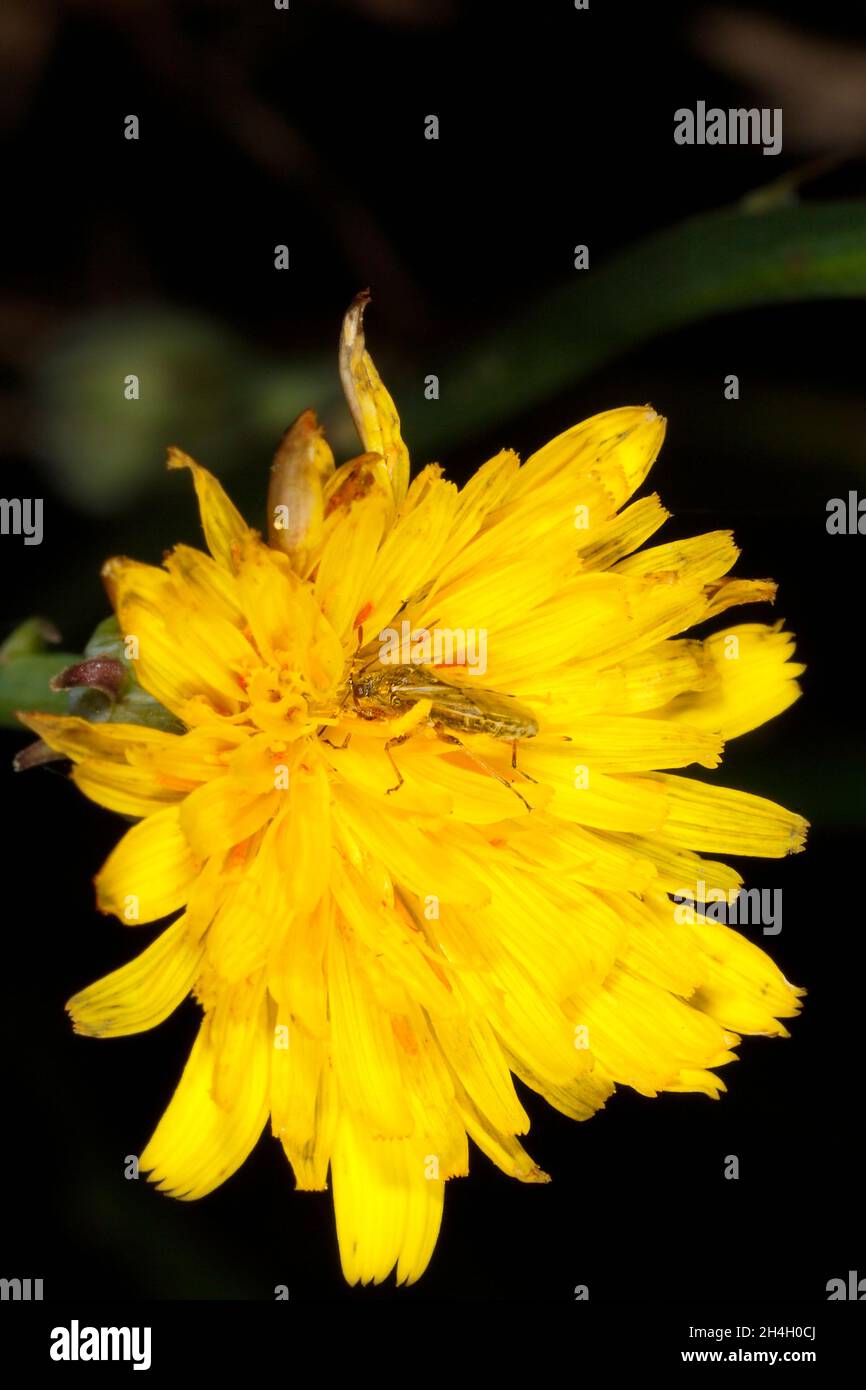 Probablement Rutherglen Bug, Nysius vinitor, une espèce indigène.Ou un bogue faux-cinch également connu sous le nom de bogue de semence, Nysius sp.En pissenlit jaune fleur.Cercueil Banque D'Images