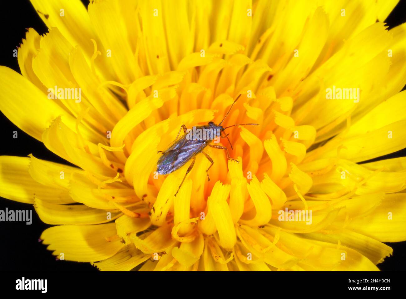 Probablement Rutherglen Bug, Nysius vinitor, une espèce indigène.Ou un bogue faux-cinch également connu sous le nom de bogue de semence, Nysius sp.En pissenlit jaune fleur.Cercueil Banque D'Images