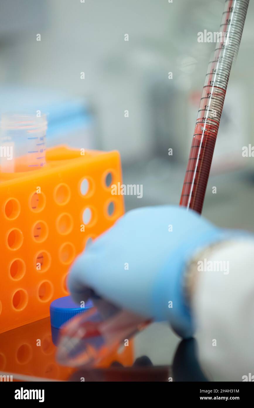 Un assistant de laboratoire médical remplit le sang dans un tube à centrifuger, Essen, Rhénanie-du-Nord-Westphalie, Allemagne Banque D'Images