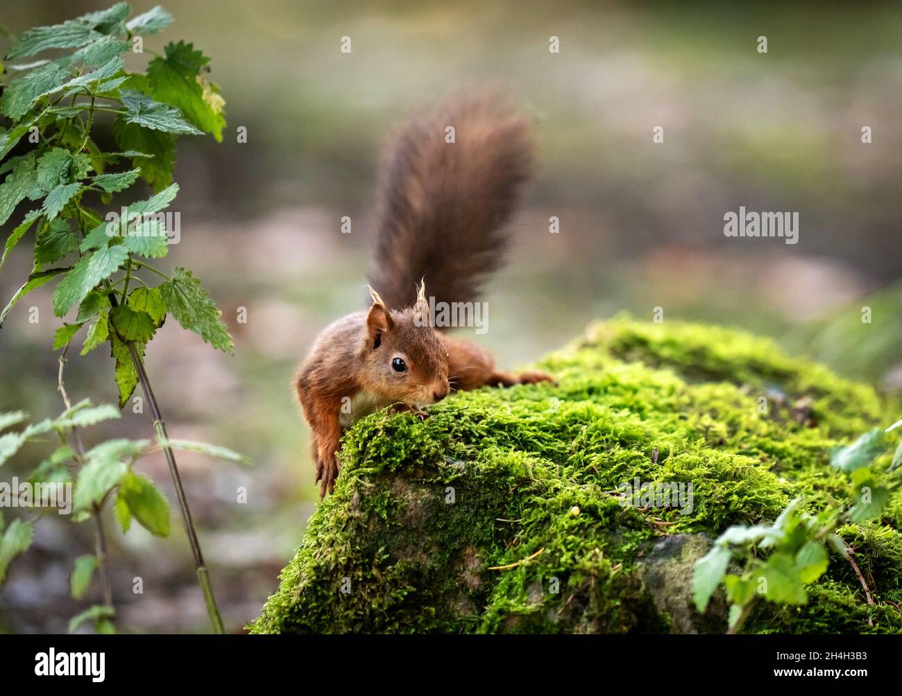 Un écureuil roux se forge pour la nourriture avant l'hiver dans la réserve de Widdale Red Squirrel dans le parc national de Yorkshire Dales.Date de la photo: Mardi 2 novembre 2021. Banque D'Images