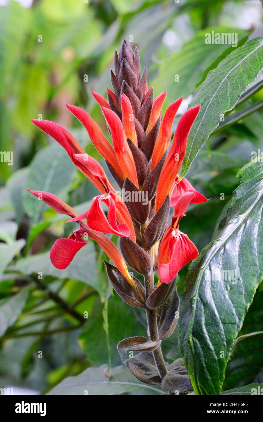 Blooming géant Coel (gigantoflora Aphelandra) RÉPARTITION Amérique Centrale Banque D'Images