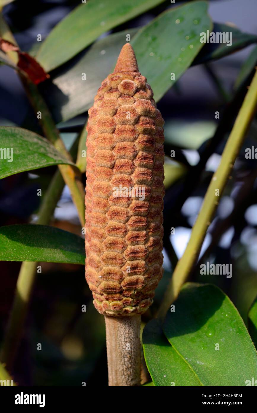 ,Zamia furfuracea, originaire d'Amérique centrale Banque D'Images