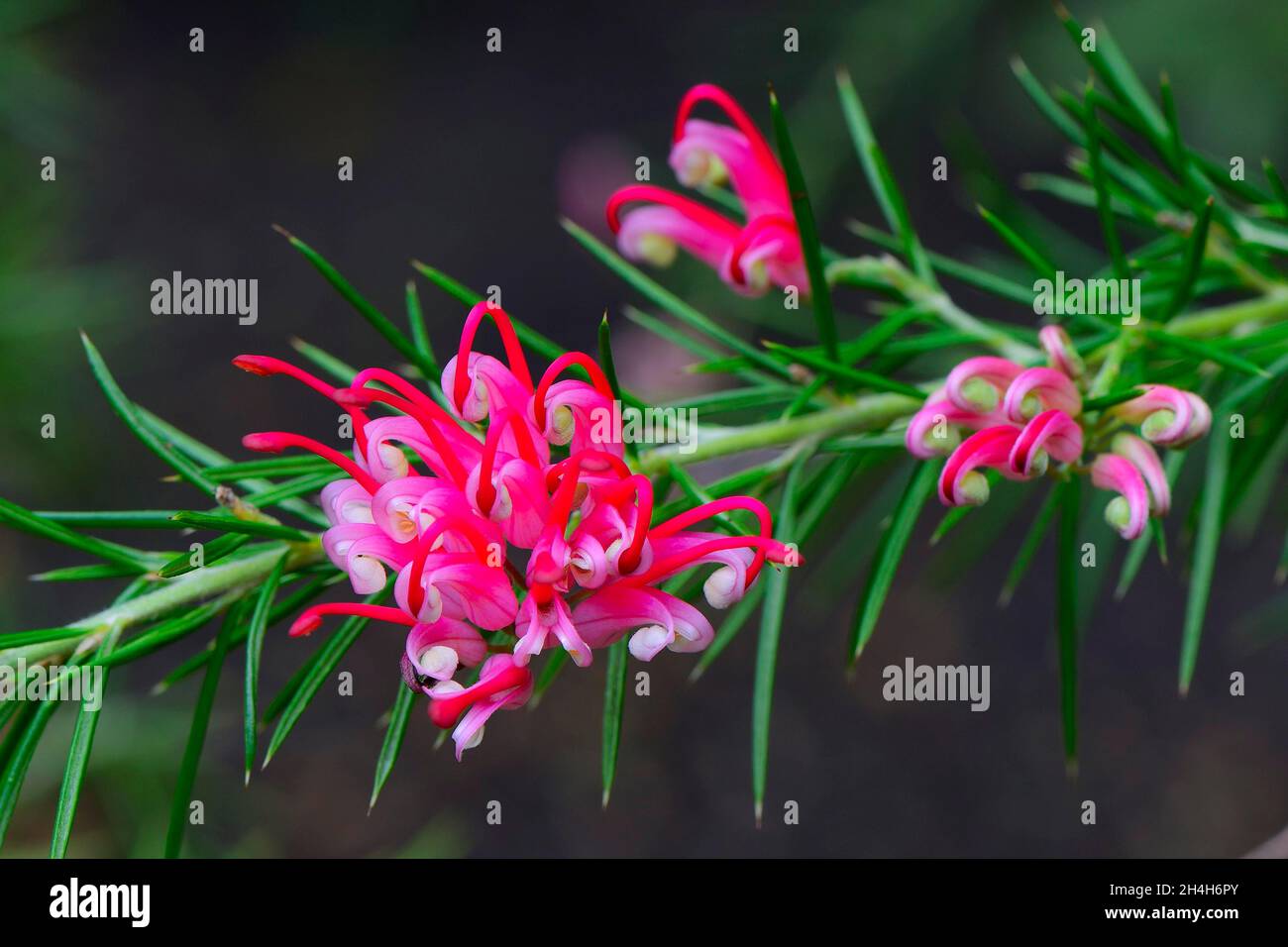 Grevillea (Grevillea rosmarinifolia) occurrence Australie Banque D'Images Grevillea (Grevillea rosmarinifolia) occurrence Australie Banque D'Images