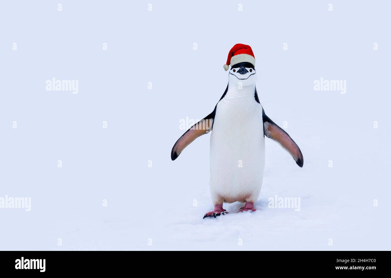 Pingouin de Noël sur neige isolé sur fond blanc.Pingouin avec espace de texte pour chapeau de noël.Drôle de Noël humour concept. Banque D'Images