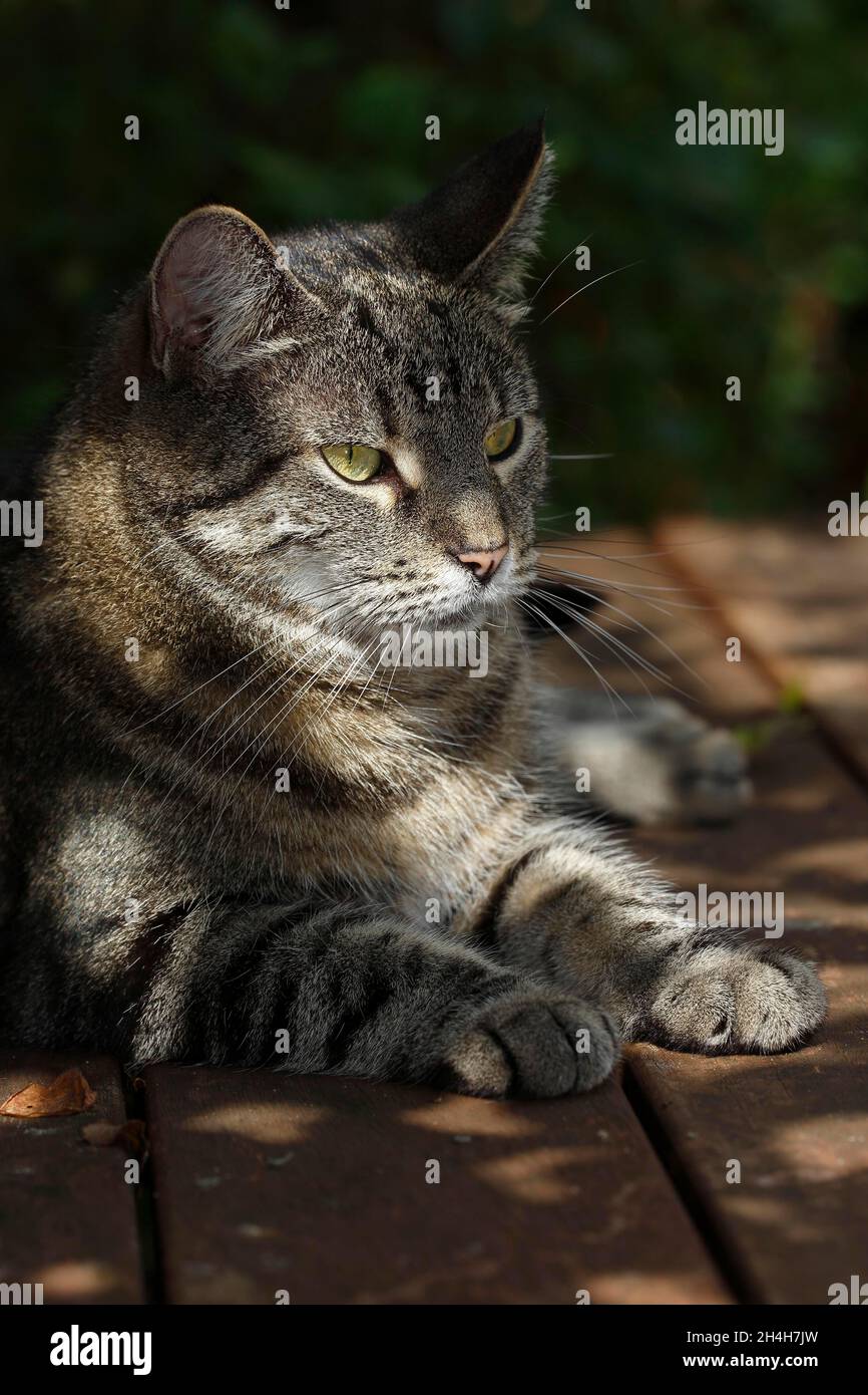 Maison chat sur table de jardin, Schleswig-Holstein, Allemagne Banque D'Images