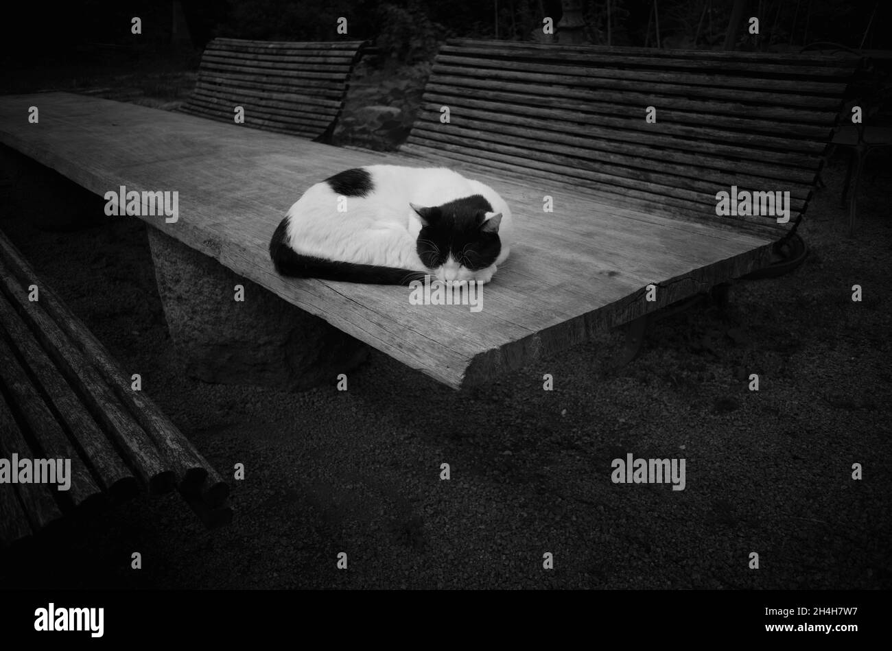 Chat allongé sur une table en bois, cotes-d'Armor, Bretagne, France Banque D'Images