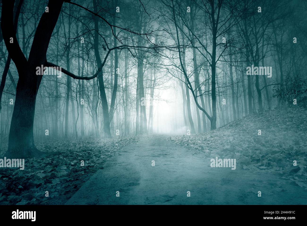 Forêt de nuit brumeuse avec clair de lune.Forêt et brouillard d'automne effrayants.Toile de fond mystérieuse avec des arbres sombres. Banque D'Images