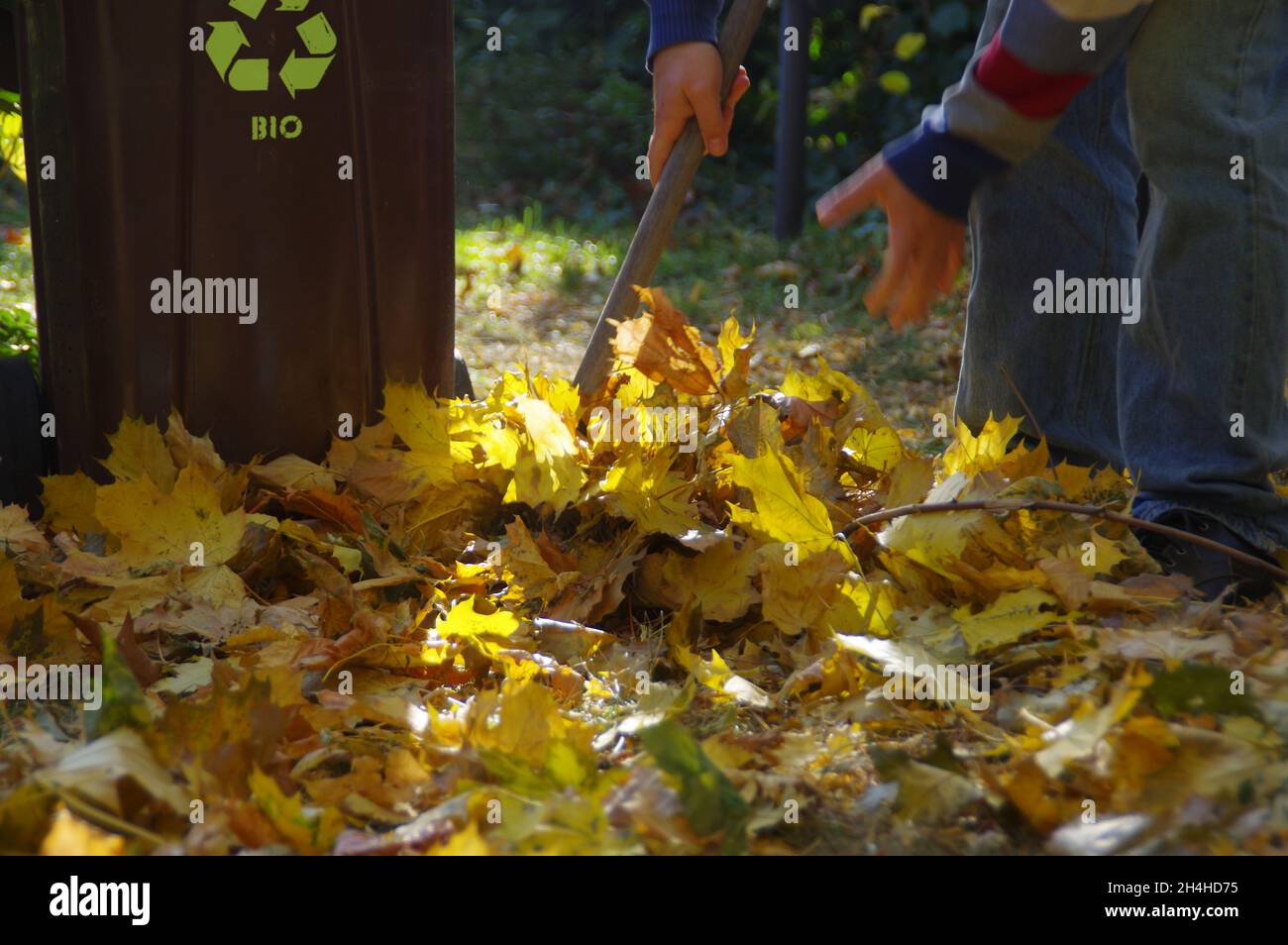 Collection de feuilles d'automne dans le jardin.L'homme nettoie le parc et le jette dans le bac de recyclage. Banque D'Images