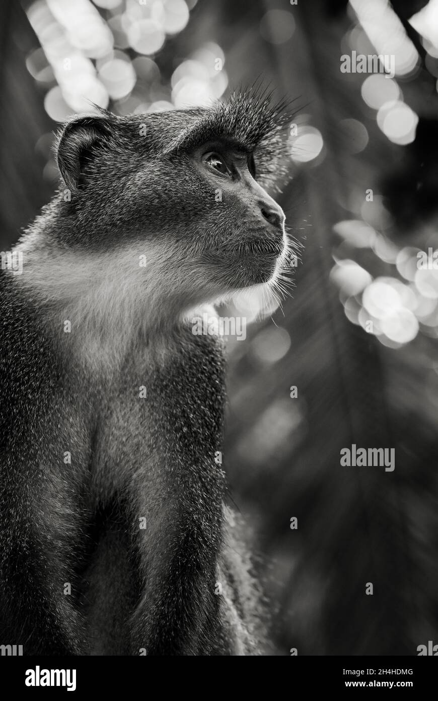 Singe bleu - Cercopithecus mitis, beau primate commun des forêts et des terres boisées africaines, Kenya. Banque D'Images