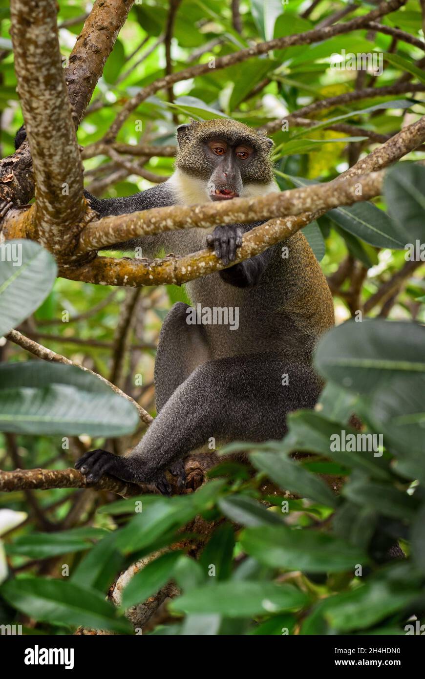 Singe bleu - Cercopithecus mitis, beau primate commun des forêts et des terres boisées africaines, Kenya. Banque D'Images