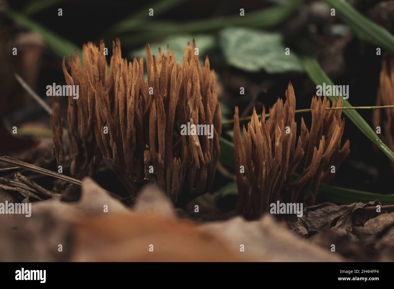 Le champignon ramaria botrytis (aussi appelé corail en grappes, corail de chou-fleur).Champignons comestibles. Banque D'Images