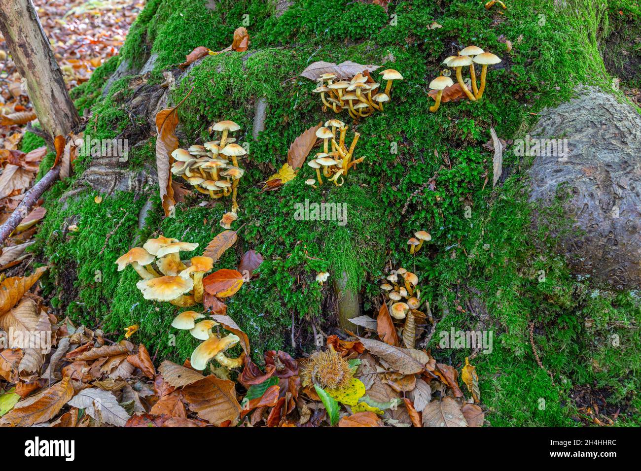 De petits groupes de champignons à la base d'une mousse d'automne couvraient la base de l'arbre Banque D'Images