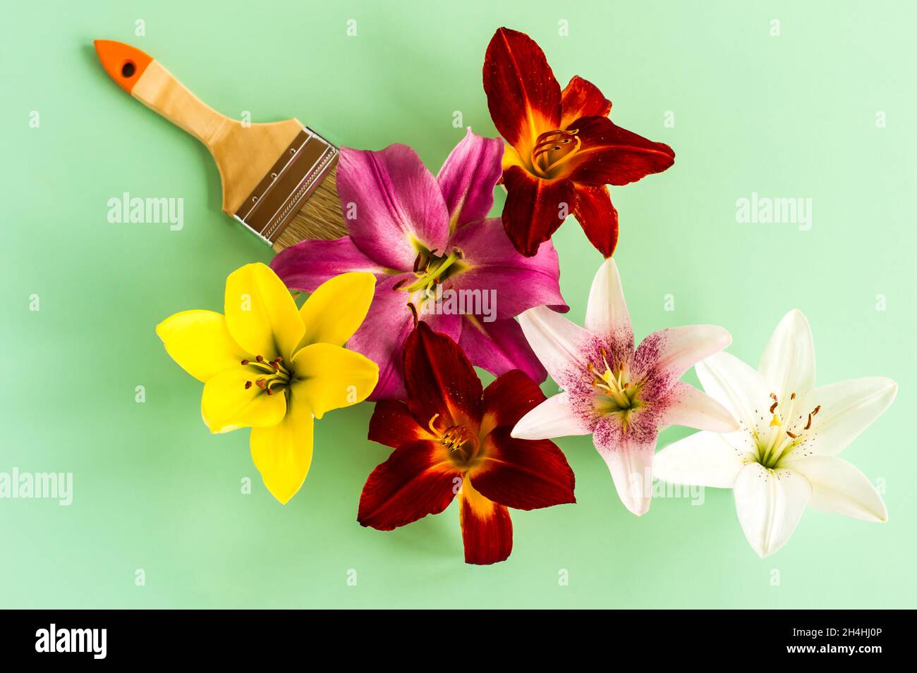 arrangement floral créatif. têtes multicolores de lys de jardin avec un pinceau molaire. le concept de peinture sans l'odeur piquante des peintures Banque D'Images
