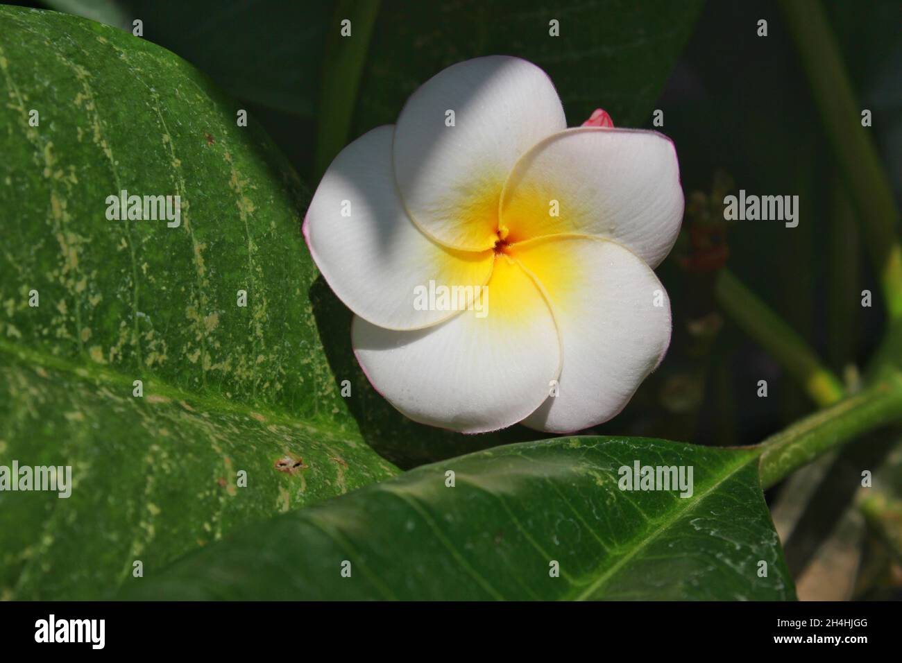 Fleur de frangipani blanche et jaune tropicale lumineuse qui pousse dans la  prairie Photo Stock - Alamy