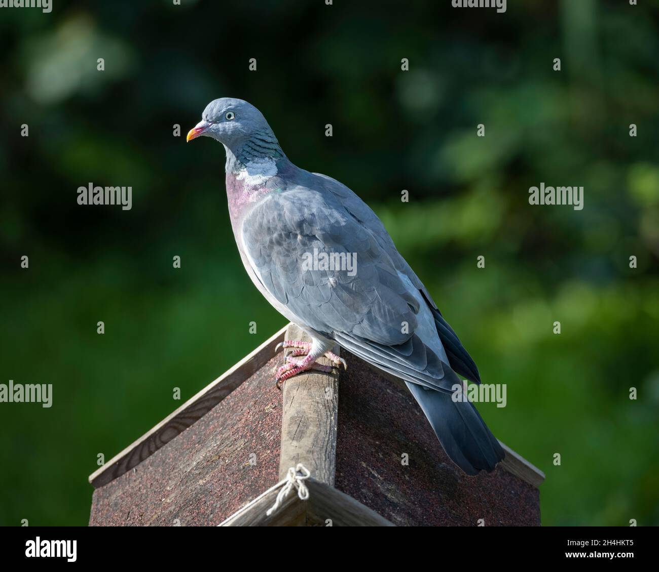 Un pigeon de bois commun adulte (Columba Palumbus) sur le toit d'un mangeoire à oiseaux dans le jardin. Banque D'Images