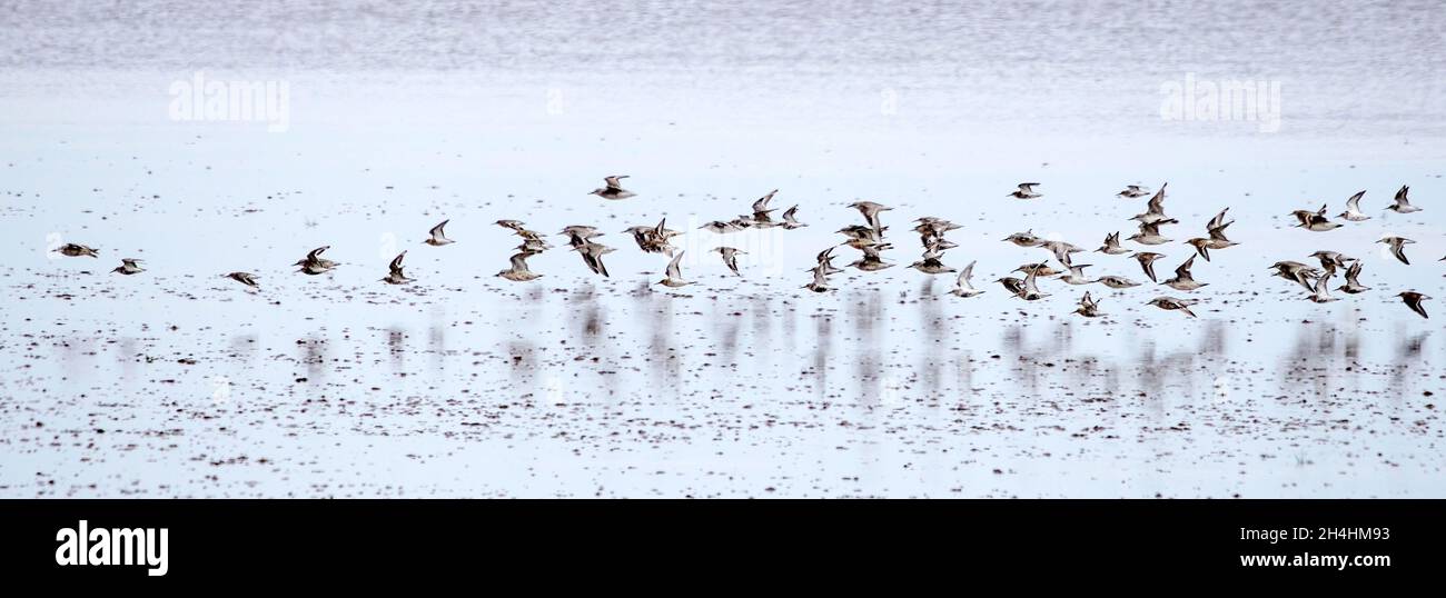 Nœuds Calidris canutus pendant un nœud spectaculaire sur le lavage à Snettisham Norfolk Banque D'Images