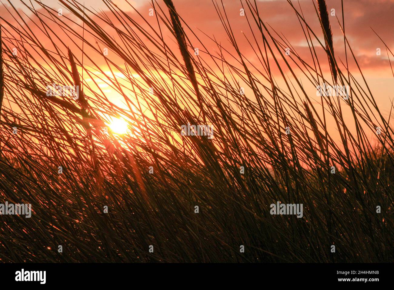 Lever du soleil à travers les dunes de Cocklawburn Beach, Northumberland Banque D'Images