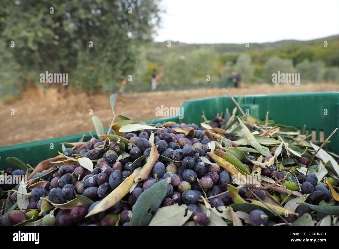 Italie, Toscane, Civitella dans Val di Chiana (Arezzo), 25 octobre 2021 : récolte d'olives, la récolte a été pénalisée par des facteurs météorologiques défavorables. Banque D'Images
