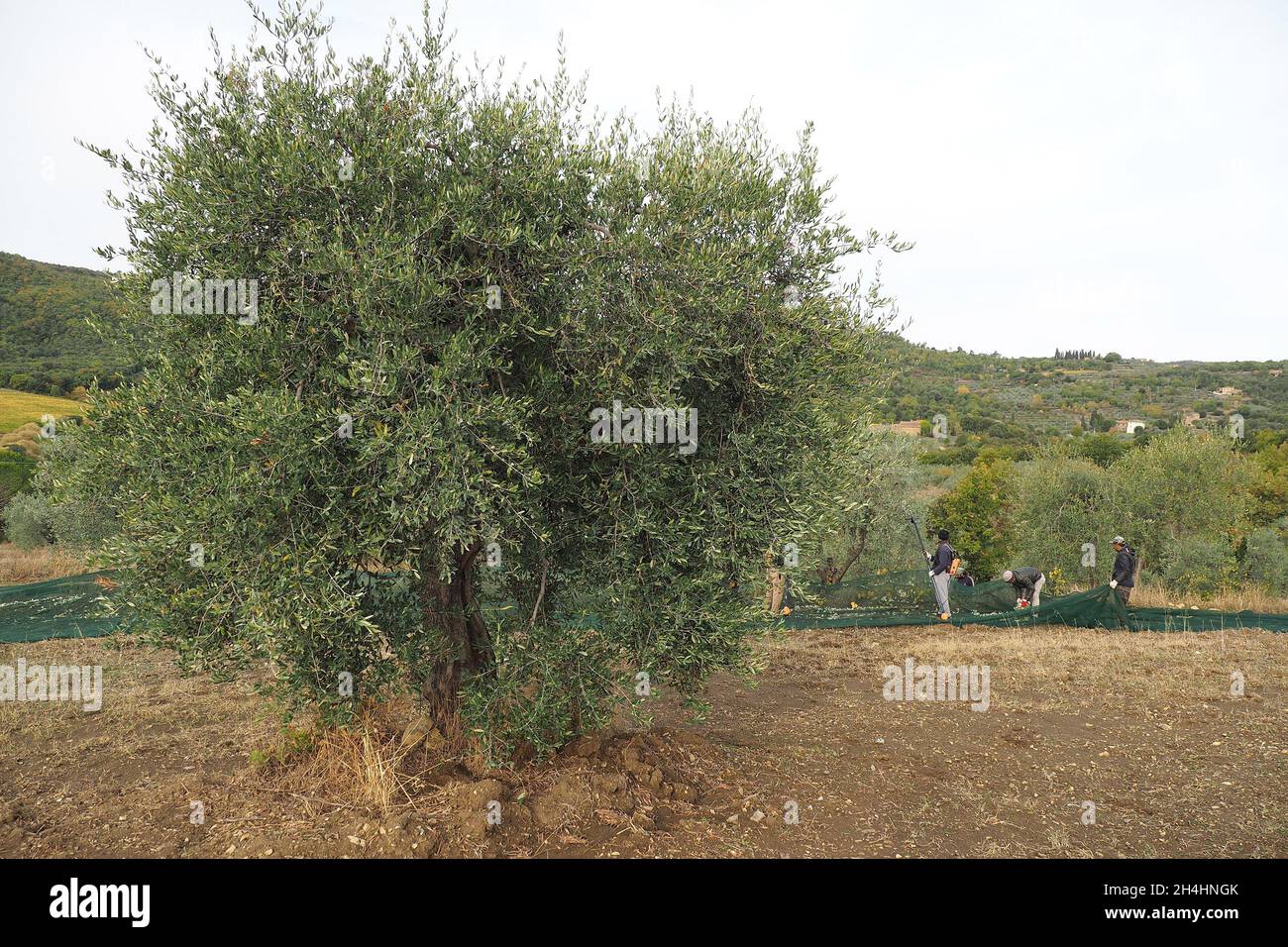 Italie, Toscane, Civitella dans Val di Chiana (Arezzo), 25 octobre 2021 : récolte d'olives, la récolte a été pénalisée par des facteurs météorologiques défavorables. Banque D'Images