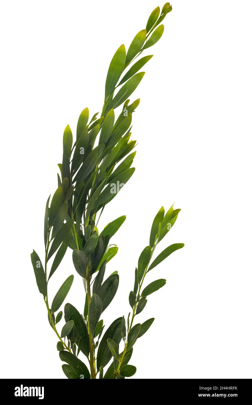 Acacia melanoxylon ou Acacia Penninervis, vert foncé, feuilles étroites et petites fleurs blanches jaunâtres ressemblant à des boules.Isolé sur fond blanc. Banque D'Images