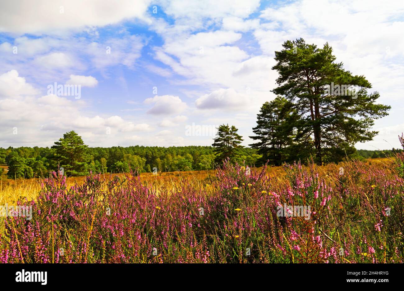 Réserve naturelle Weseler Heide.Paysage avec des plantes de bruyère en fleurs près de la Heath de Lueneburg. Banque D'Images