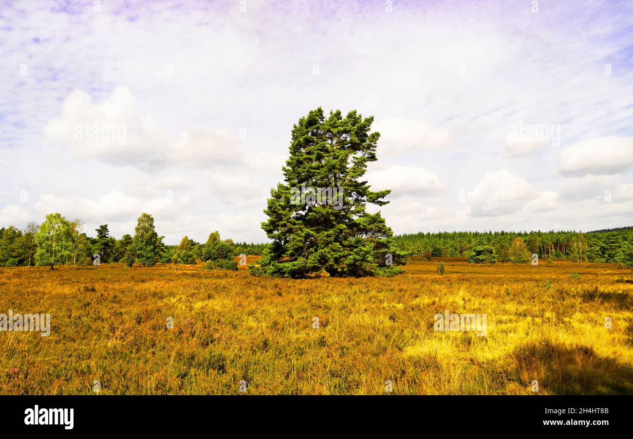 Réserve naturelle Weseler Heide.Paysage avec des plantes de bruyère en fleurs près de la Heath de Lueneburg. Banque D'Images