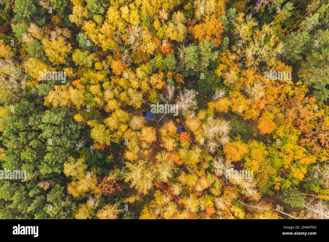 Forêt d'automne d'en haut Banque D'Images