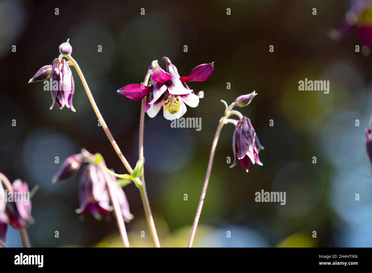 Kurzsporige Akelei (Aquilegia vulgaris) 'William Guiness' dans einem Garten, NRW, Allemagne Banque D'Images