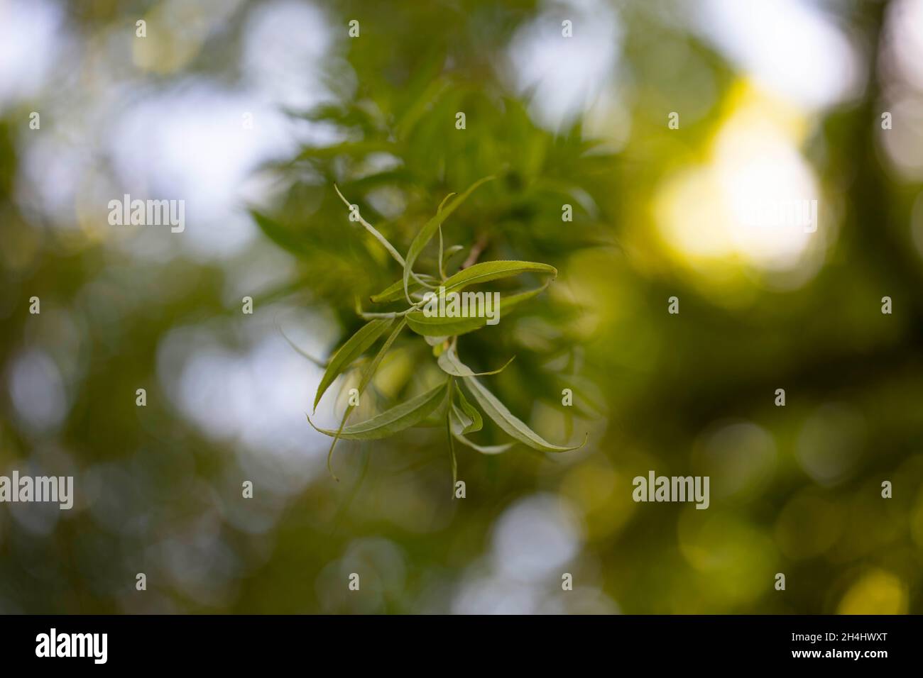 Grüne, herabhängende Blätter der Trauerweide, Salix sepulcralis Chrysocoma, in einem Garten, NRW, Allemagne Banque D'Images