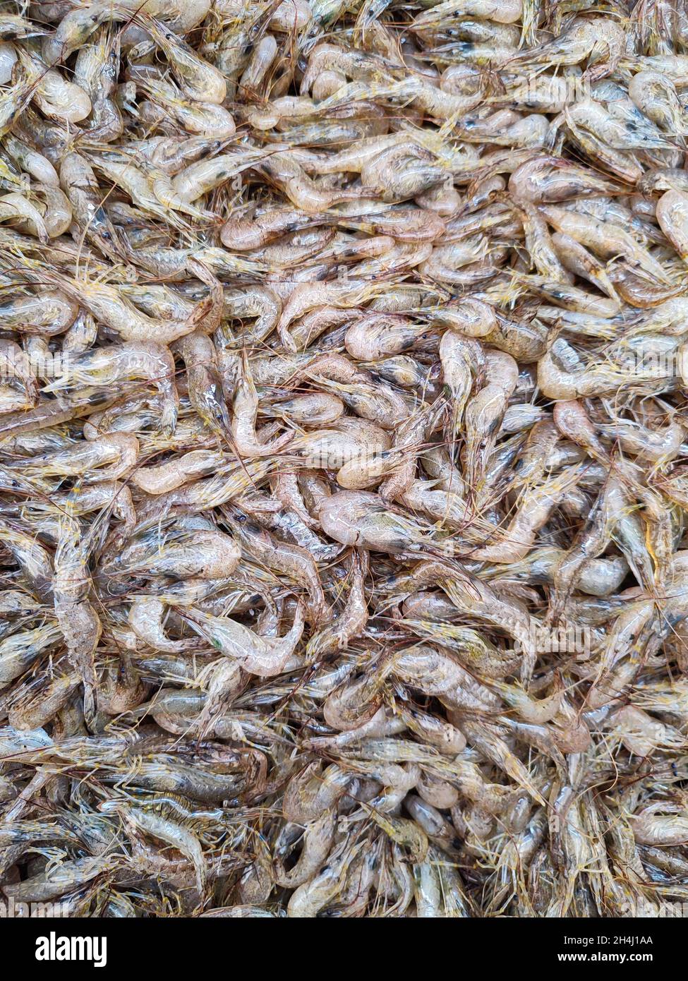 Crevettes fraîches crues vue de dessus prêt à la vente au marché des fruits de mer.Fond de crevettes entier Banque D'Images