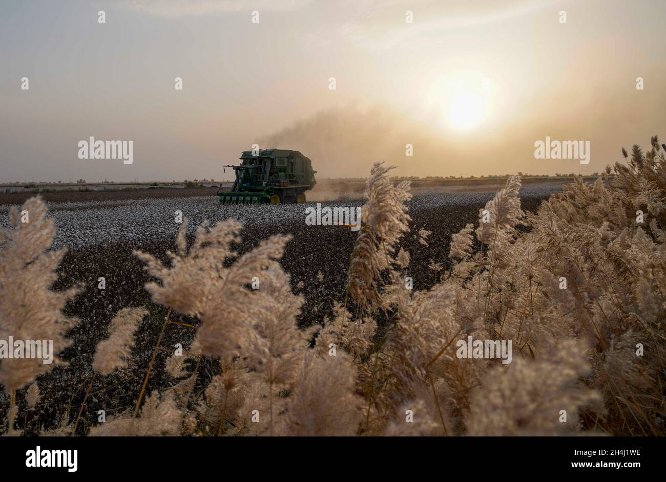 Yuli, région autonome de Xinjiang Uygur en Chine.24 octobre 2021.Un cueilleur de coton travaille dans l'un des champs de l'agriculteur Erkin Rehim, dans le comté de Yuli, dans la région autonome du Xinjiang, dans le nord-ouest de la Chine, le 24 octobre 2021.Erkin Rehimc a commencé à cultiver du coton en 2004 et a bénéficié de la mécanisation agricole depuis 2017.Le cultivateur de coton, 49 ans, utilise des cueilleurs de coton pour récolter ses 550 um (environ 90.6 acres) de champs de coton en 24 heures.Credit: Zhao GE/Xinhua/Alay Live News Banque D'Images