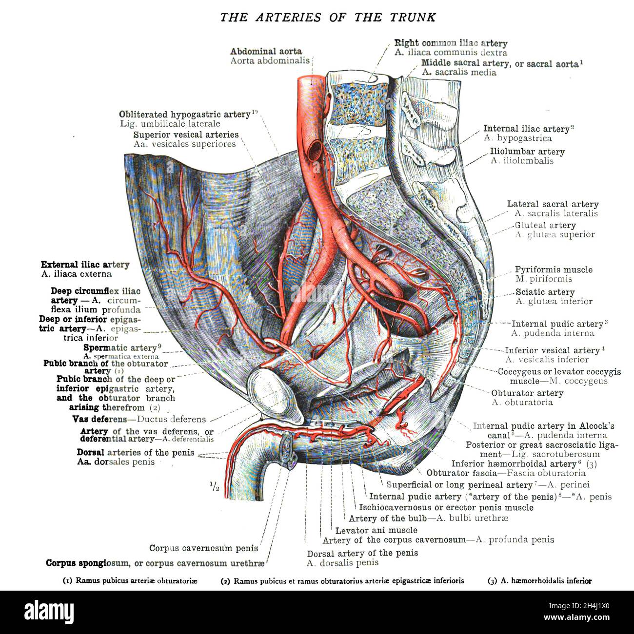 Page d'un ancien manuel d'anatomie du XIXe siècle Photo Stock Alamy