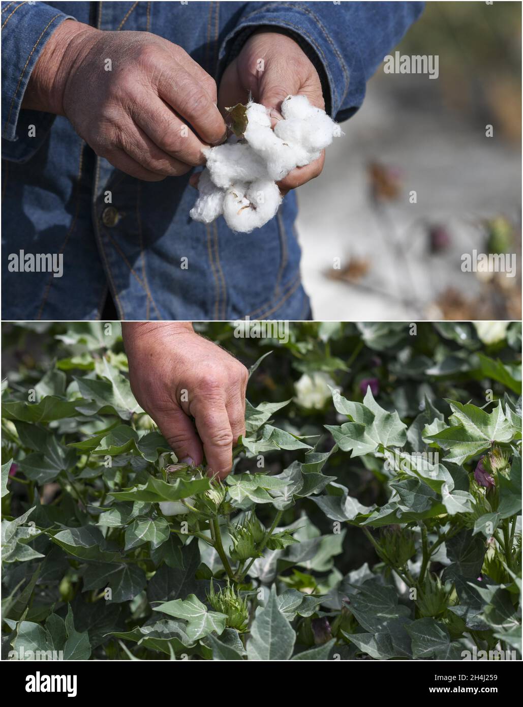 Yuli.18 juillet 2021.La photo combinée montre que Erkin Rehim cueille du coton le 15 octobre 2021 (en haut) et tond des plants de coton le 18 juillet 2021 (en bas) dans le comté de Yuli, dans la région autonome du Xinjiang, dans le nord-ouest de la Chine.Erkin Rehimc a commencé à cultiver du coton en 2004 et a bénéficié de la mécanisation agricole depuis 2017.Le cultivateur de coton, 49 ans, utilise des cueilleurs de coton pour récolter ses 550 um (environ 90.6 acres) de champs de coton en 24 heures.Credit: Zhao GE/Xinhua/Alay Live News Banque D'Images