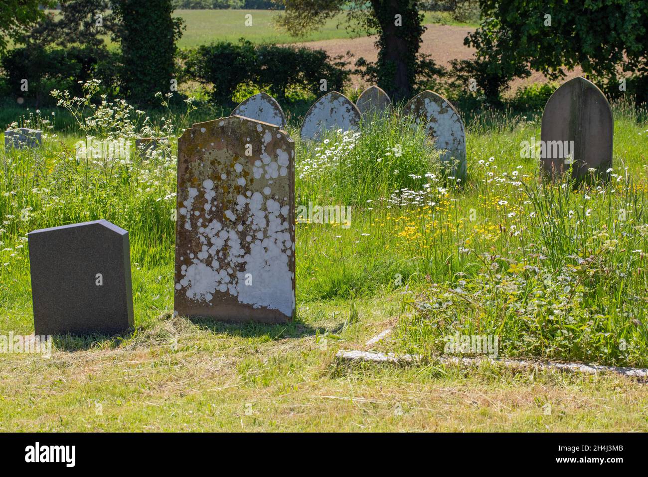 De retour à la nature, un cimetière géré, une cour de sépulture, avec des zones laissées de saison mown.NB différentes surfaces en pierre attractivité pour les lichens, avant gauche. Banque D'Images