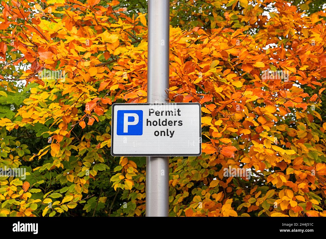 FEUILLES D'AUTOMNE ET DÉTENTEURS DE PERMIS SEULEMENT SIGNALISATION DE RUE Banque D'Images