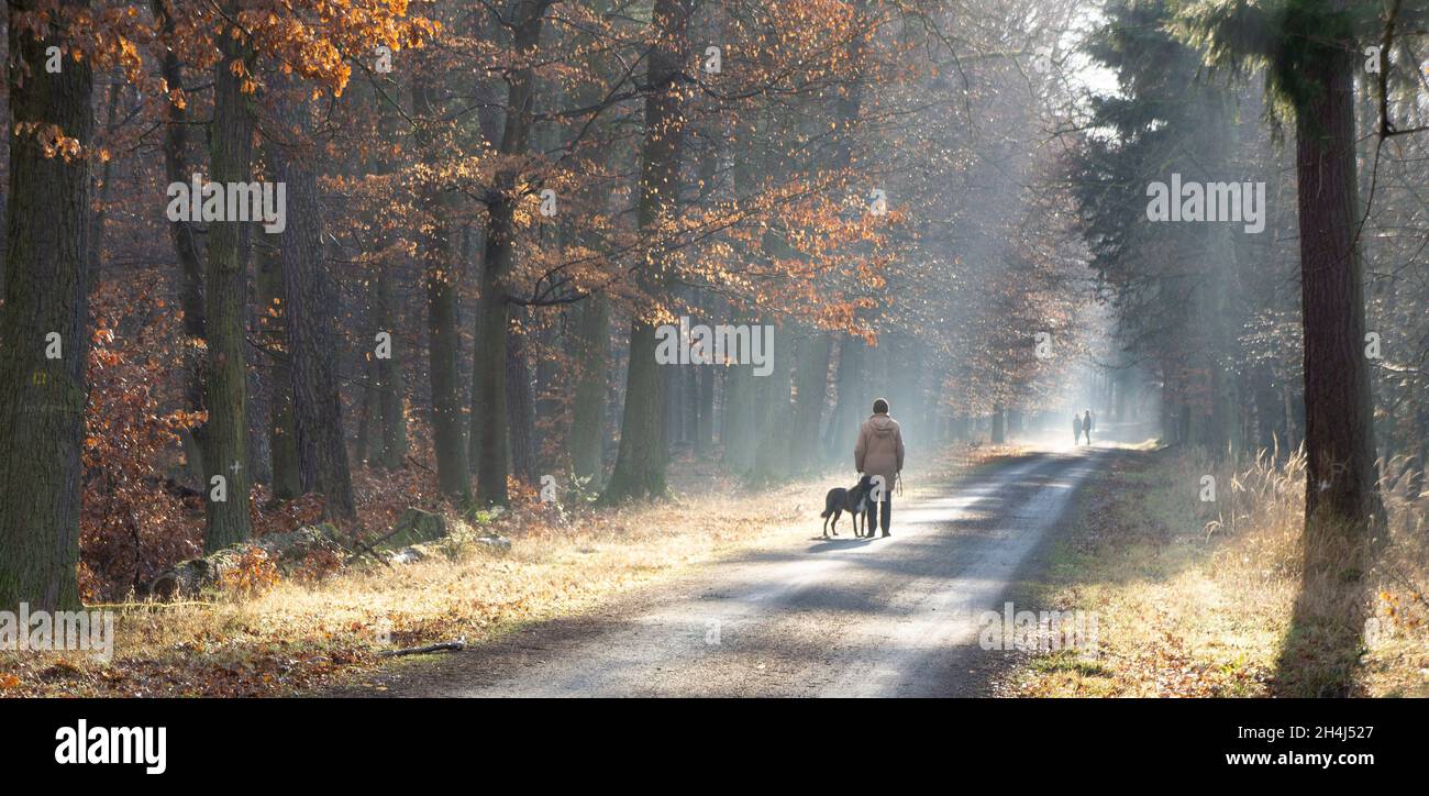 Panorama dans la forêt automnale et colorée avec rétro-éclairage ainsi que poussettes, certaines avec un chien Banque D'Images