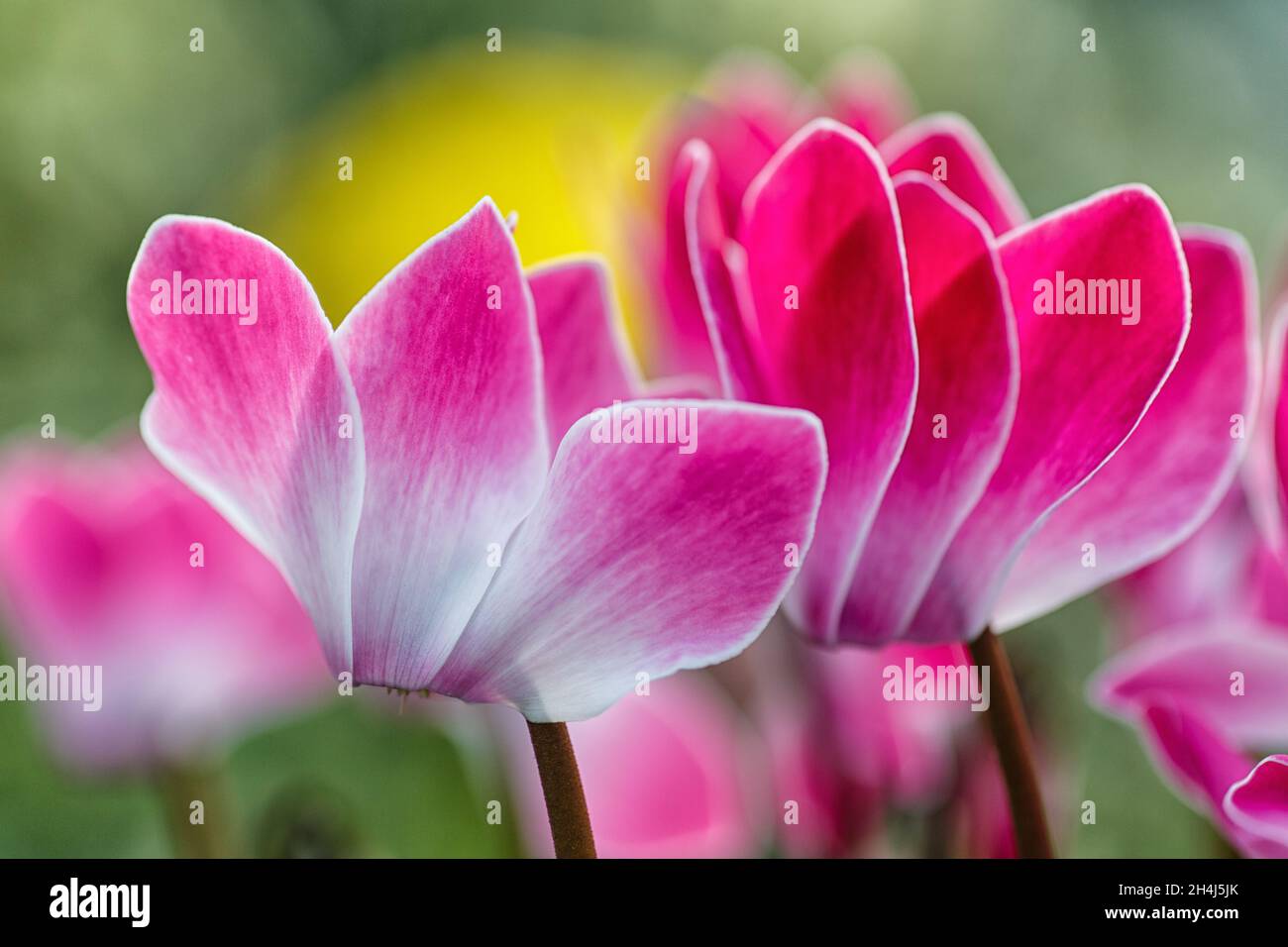 Cyclamen aux fleurs intenses avec un spot de couleur complémentaire Banque D'Images