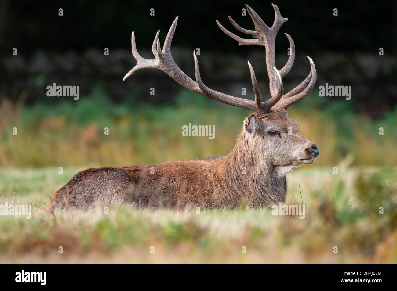 Red Deer Banque D'Images