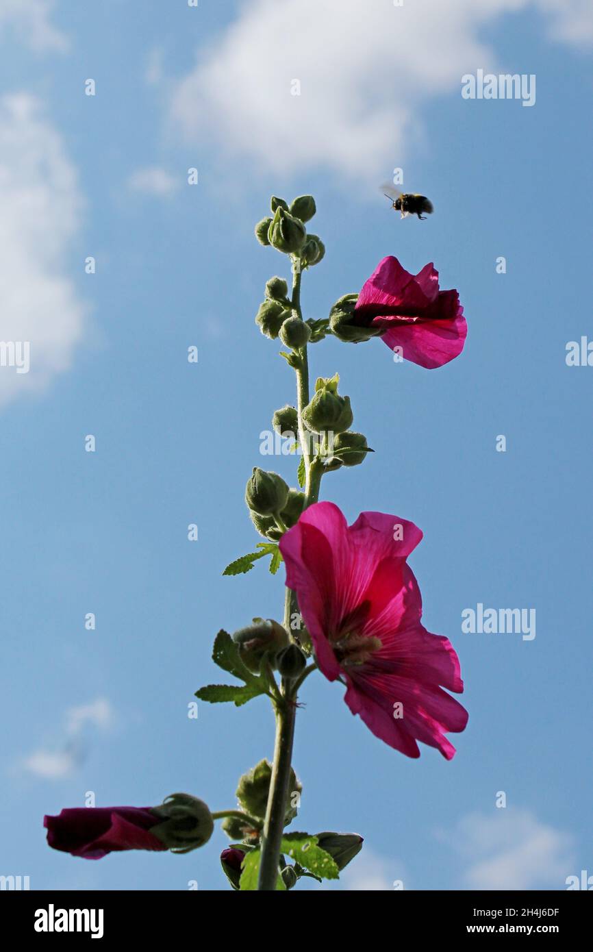 Stockrose en magenta, die von einer Hummel angeflogen wird, Düsseldorf-Oberkassel, Allemagne. Banque D'Images