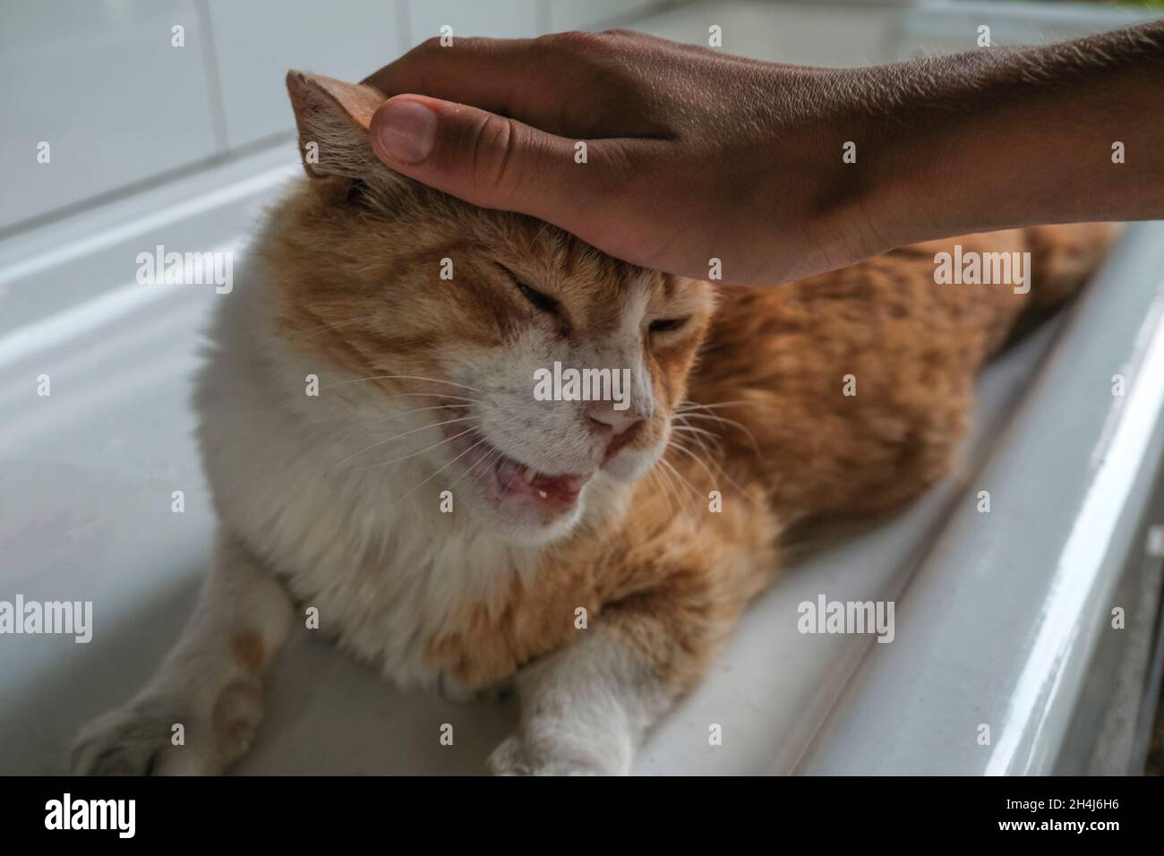 Gros plan de chat au gingembre en forme de mains.Museau de chat heureux.Animaux domestiques en gros plan. Banque D'Images
