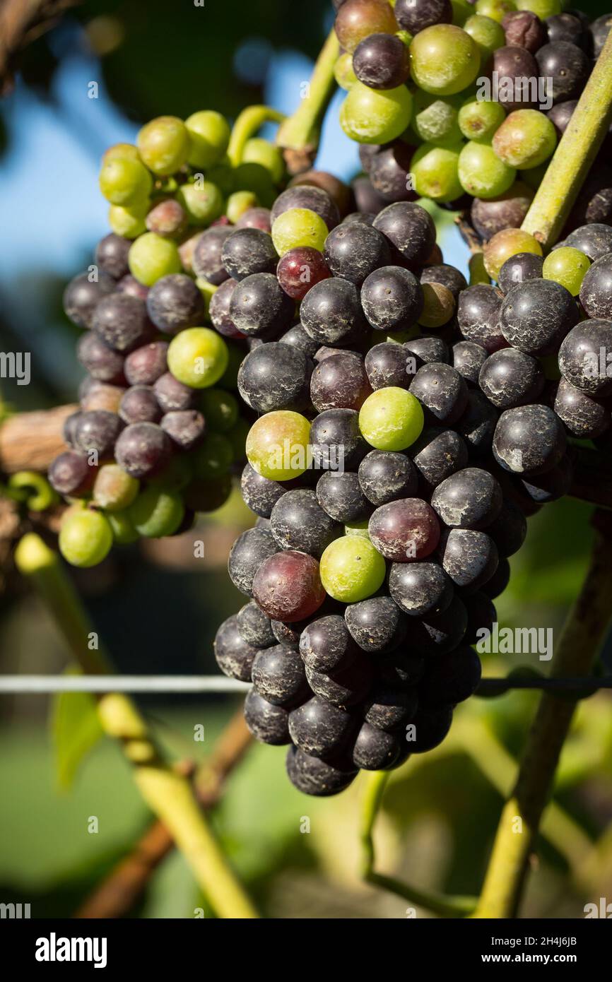 Raisins Pinot Noir au vignoble de Biddenden, Kent.Le vignoble original de Kent, Biddenden, appartient et est géré par la famille Barnes depuis 1969.Aujourd'hui Banque D'Images