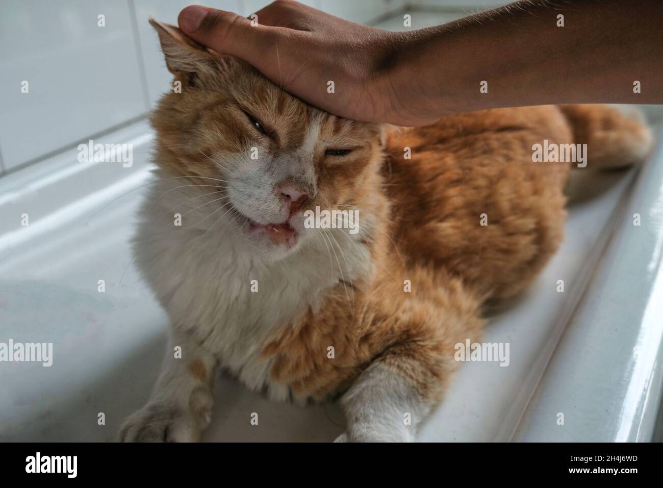 Gros plan de chat au gingembre en forme de mains.Museau de chat heureux.Animaux domestiques en gros plan. Banque D'Images
