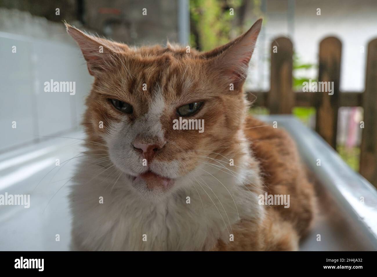 portrait d'un chat avec les yeux fermés. museau de chat de gingembre gros plan.Museau de chat heureux.Animal domestique Banque D'Images