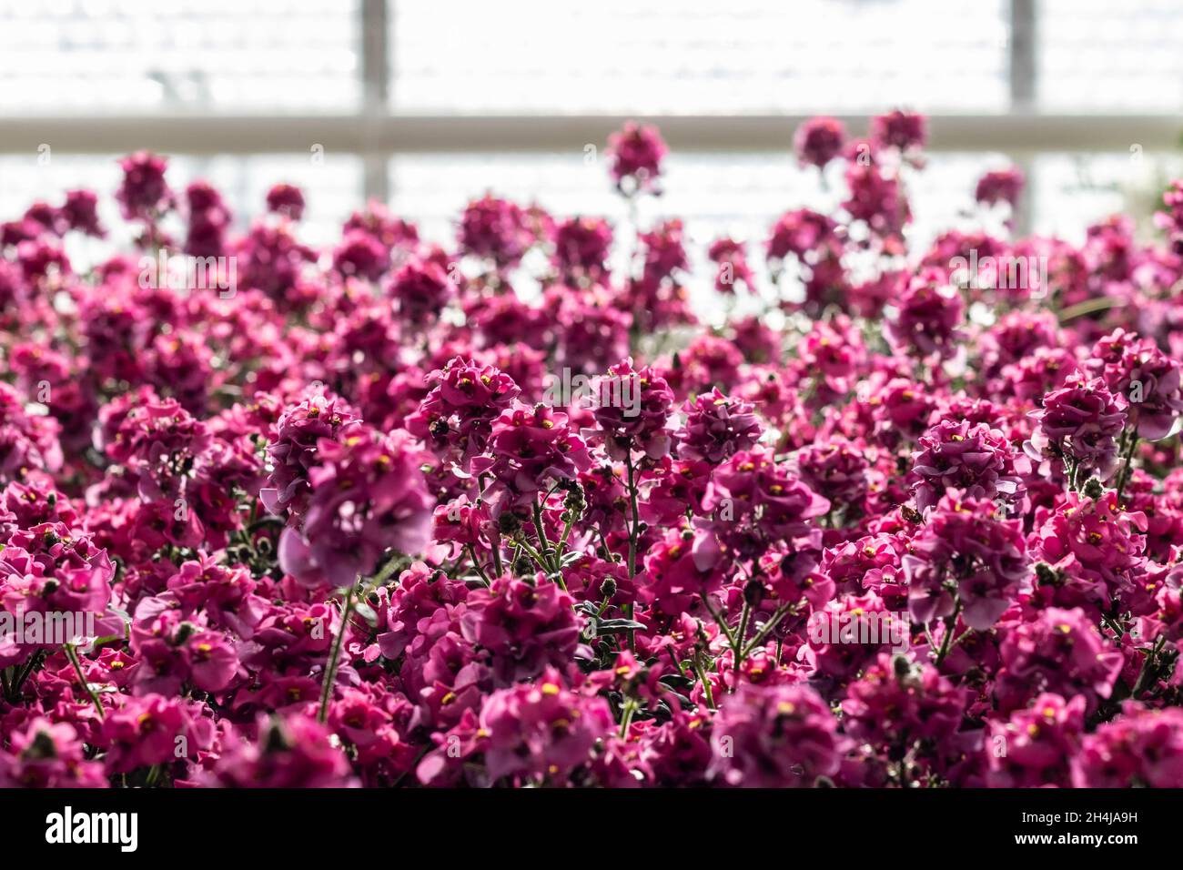 Éperon dans la pépinière Banque D'Images