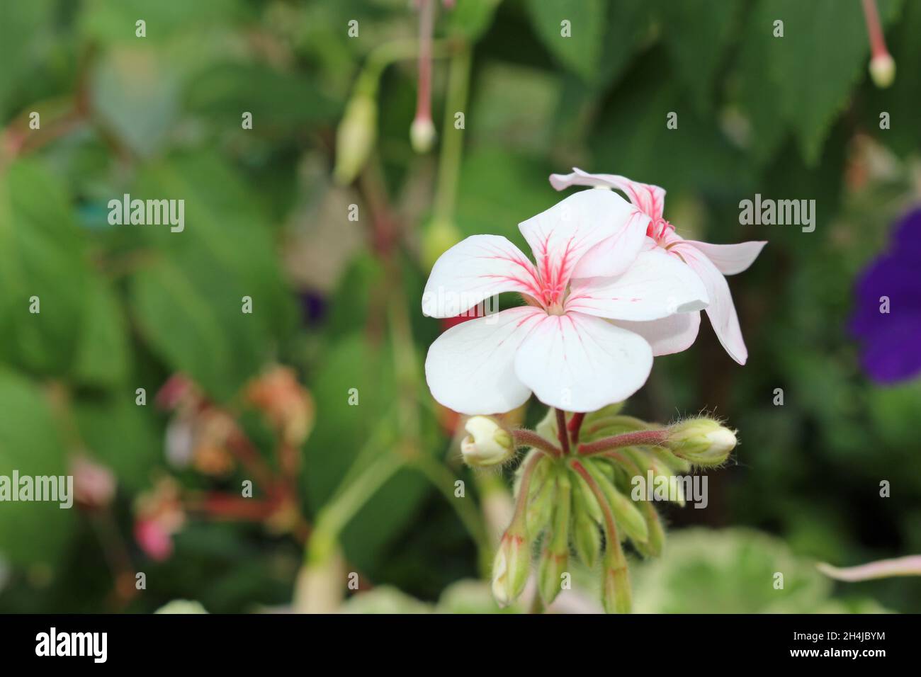 Fleurs de pélargonium blanc aux nervures roses de variété inconnue avec un fond de fleurs et de feuilles floues. Banque D'Images