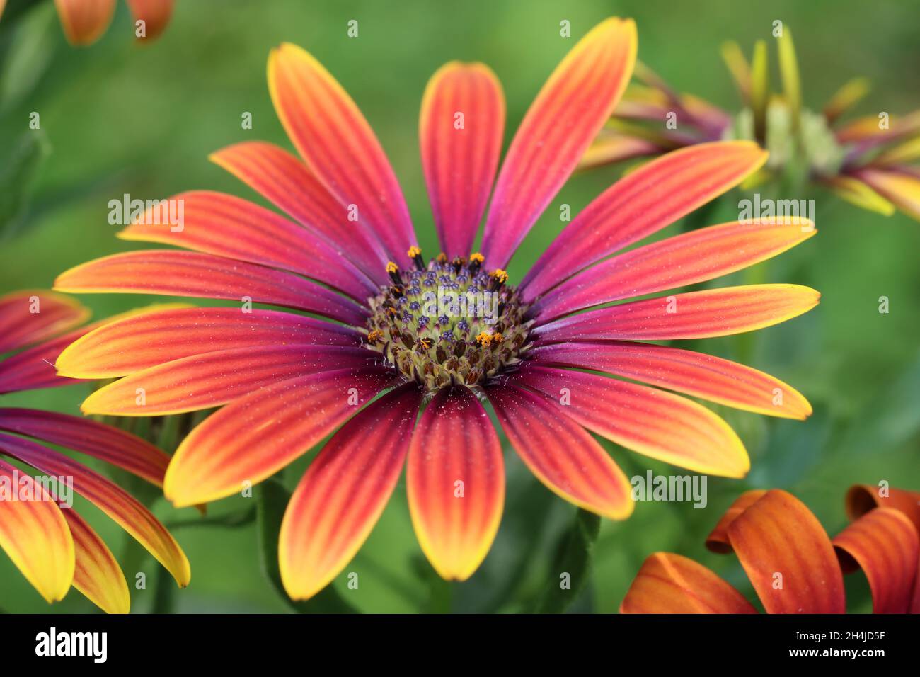 gros plan d'une belle fleur d'ostéospermum orange-rouge violet avec des pétales bordés de jaune sur un fond vert et flou Banque D'Images