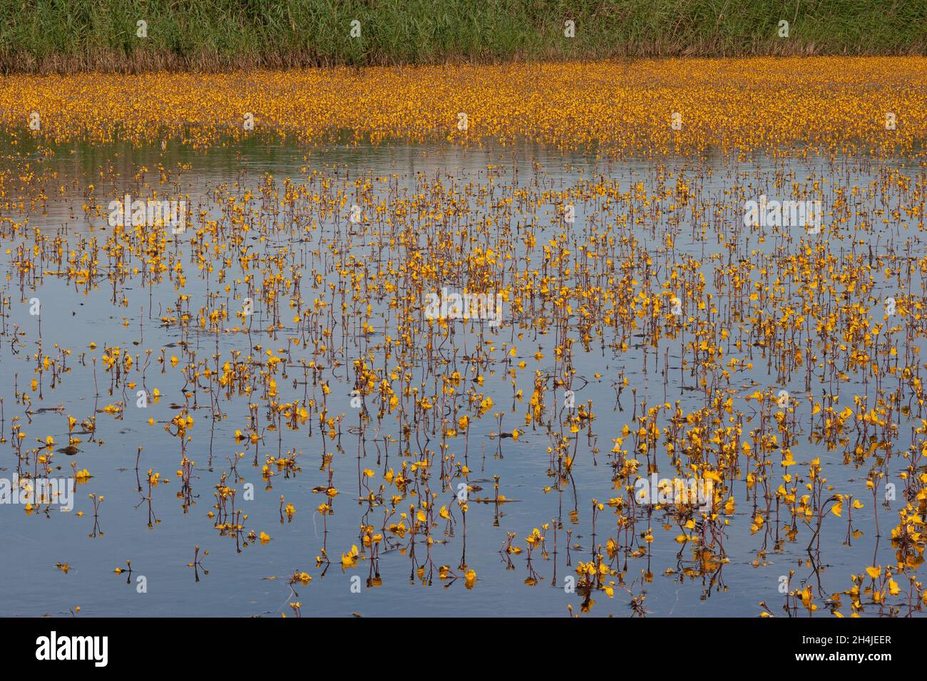 Greater Bladderwort (Utricularia vulgaris) Strumpshaw Fen RSPB Norfolk GB UK juillet 2007 Banque D'Images